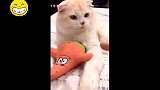 爆笑：超级搞笑的萌宠视频看我找到了啥
