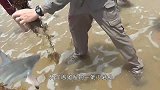 公园出现一头野牛，游客走近兴奋拍照，下一秒肠子悔青