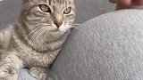 一只从铲屎官十月怀胎一直陪伴到小铲屎官出生的小猫咪