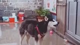 二哈：这样喝水才有仪式感！