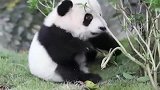 小熊猫在草丛里玩树枝，奶妈拍拍身上灰尘直接抱走，蠢萌蠢萌的