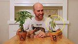 植物听得懂人话吗？老外对两株盆栽交流30天，结果太意外了