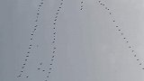 数百只大雁列队南迁尤为壮观。拍摄者：祈愿它们顺利到达