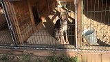 猞猁吃草，这就好比强盗吃斋念佛，你自己不觉得可笑吗？