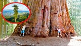 世界上最高的树，5年时间长到156米高，1年吸水175吨！