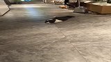 无忧无虑无烦恼！好羡慕它…想拎爆它头！！