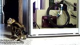 躺在小窝里的猫咪们，这个模样，萌的我心都要化了！