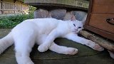 一只白色流浪猫躺在亭子里休息，不管我怎么撸它都不生气，很温顺