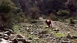 这匹骏马太帅气了，独自一马闯入山区，没有一点害怕！