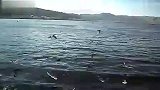 旅游-昆明滇池海鸥1