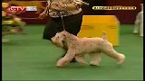重庆卫视-犬种大赛20140203