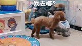 主人说客人怕狗，泰迪妈妈带着一家赶紧都藏起来，好棒呀