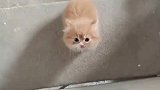 主人上班快迟到了，小奶猫在门口死活不让主人走