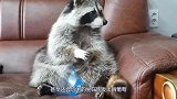 浣熊闯进院子偷吃的，不料被三只猎犬发现，结果真是惨不忍睹！