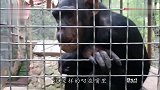 大猩猩向游客要香烟，这下笼子里彻底乱套了！