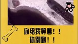 你给我等着！！！别跑！！