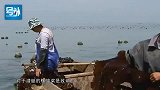 比海带缠潜艇还厉害？美军要用石斑鱼反潜，潜艇真是“防不胜防”