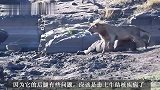 渥哈米雄狮联盟：患病小雄狮，守着犀牛残骸，跟兄弟失散了