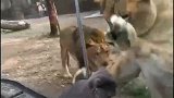 猫:你咋咋呼呼的干啥呢,你到是出来咬我呀!