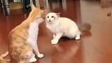 橘猫和布偶猫打架，打着打着怎么还撒起娇来，说好的打架呢