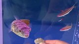 就怕吃货飙演技