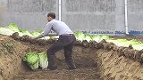 农村人建不起冷库，只好用这种方式来帮大白菜保鲜了，真聪明！