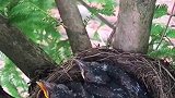 鸟妈妈抓虫子好厉害！