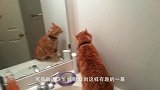 嚣张兔子挑衅猫咪，猫咪被打的好狼狈，网友：不是吧？