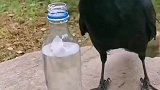 这只乌鸦明显没上过小学！连喝水都不知道怎么喝