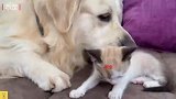 金毛犬欺负新来的小奶猫，小奶猫却毫不犹豫的反击，太厉害了
