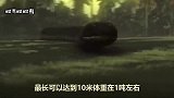 蛇到底能长到多大？二战时发现庞然大蛇，远古泰坦蟒也比不上它