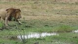 奥卡万戈三角洲体型最大的雄狮：肉眼可见的粗壮，真威武！