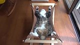 网友：猫咪你这睡姿也太嘚瑟了