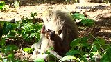 猴妈妈这招够残忍，小猴子艾米利眼眶又红又肿，伤害了！
