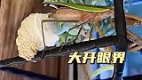 大自然的鬼斧神工，大开眼界了