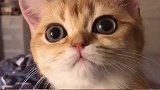 猫咪：怎么样，眨眼功夫还行么？有没有撩到你？