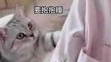 这么粘人的猫咪，这也太可爱了吧，没人能拒绝