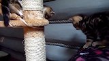 调皮的小猫咪上线，这萌萌哒的小模样，真是好可爱！