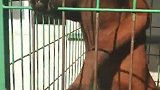 搞笑视频：黑马犬能长多大