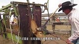 西班牙的牛都要剪掉牛角，看着让人害怕，镜头记录全过程