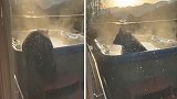 美国：看傻眼！天气寒冷一只黑熊爬进热水浴缸泡澡取暖