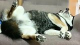 一张睡姿帅气面孔俏丽的老狗子！