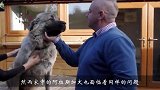 阿拉斯加犬更爱谁？到底是爸爸还是妈妈？结果出乎人意料！