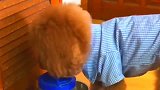 如果不是亲眼所见, 真不相信是小狗在偷吃