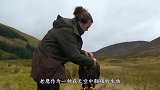 男子把老鹰窝里的蛋换成鸡蛋，鸡蛋孵化后，老鹰反应太搞笑