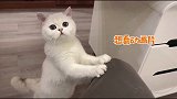 晚晚猫咪想看动画片