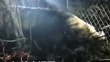 今天将对其进行体检 东北虎 围捕