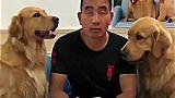 金毛偷吃鸭翅被举报，结果俩狗子一致对外，指证男主偷吃，成精了