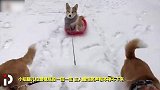 《爆笑60秒》丨小短腿儿开启马达臀卖力拉雪橇 主人笑声超魔性