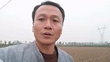 河南玉米收完了，地也犁完了，为啥地里没人种小麦？听听专家咋说